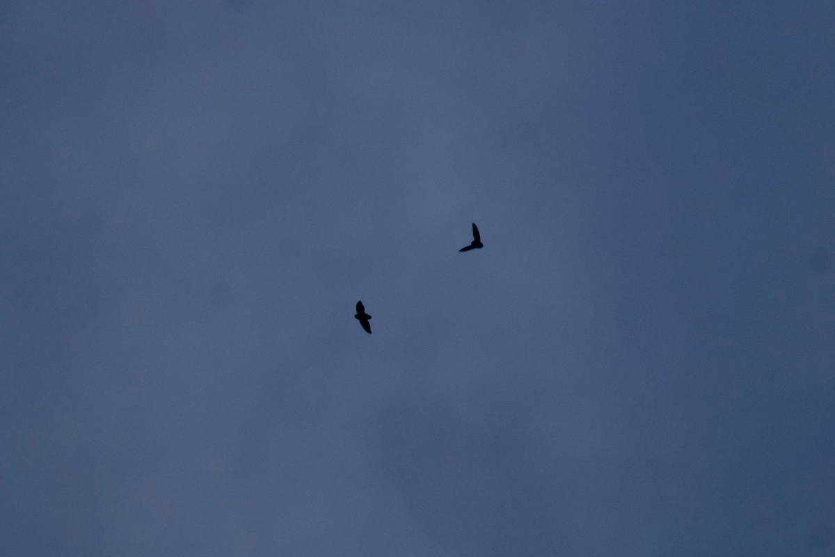 Short-tailed Swift - ML637807630