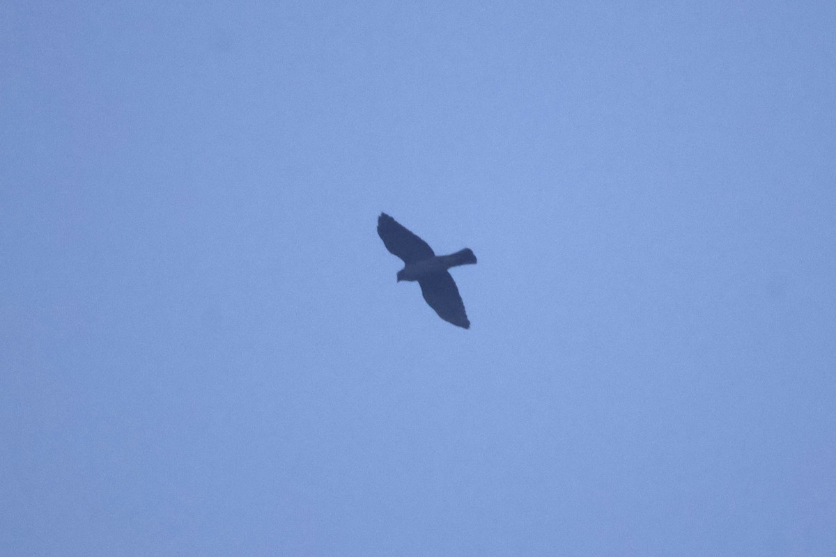 Tiny Hawk - ML637807667