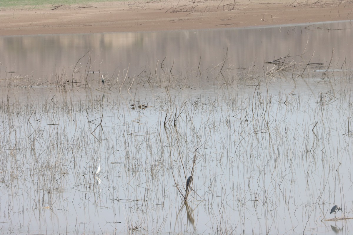 Wood Duck - ML637807695