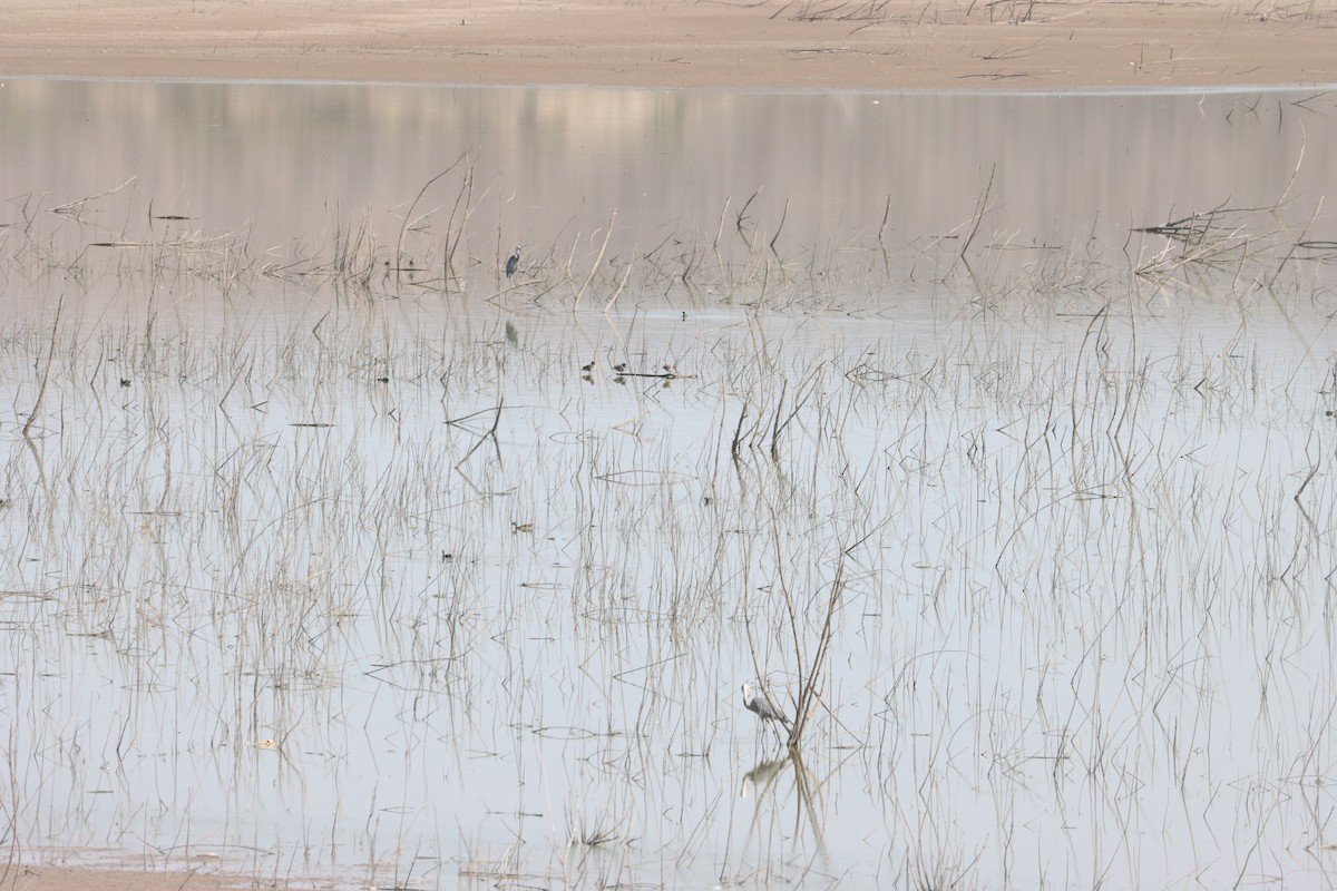 Wood Duck - ML637807709