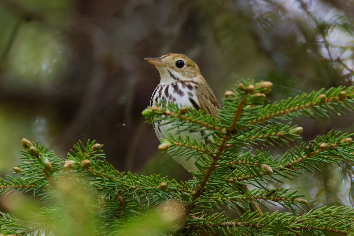 Ovenbird - ML637807721