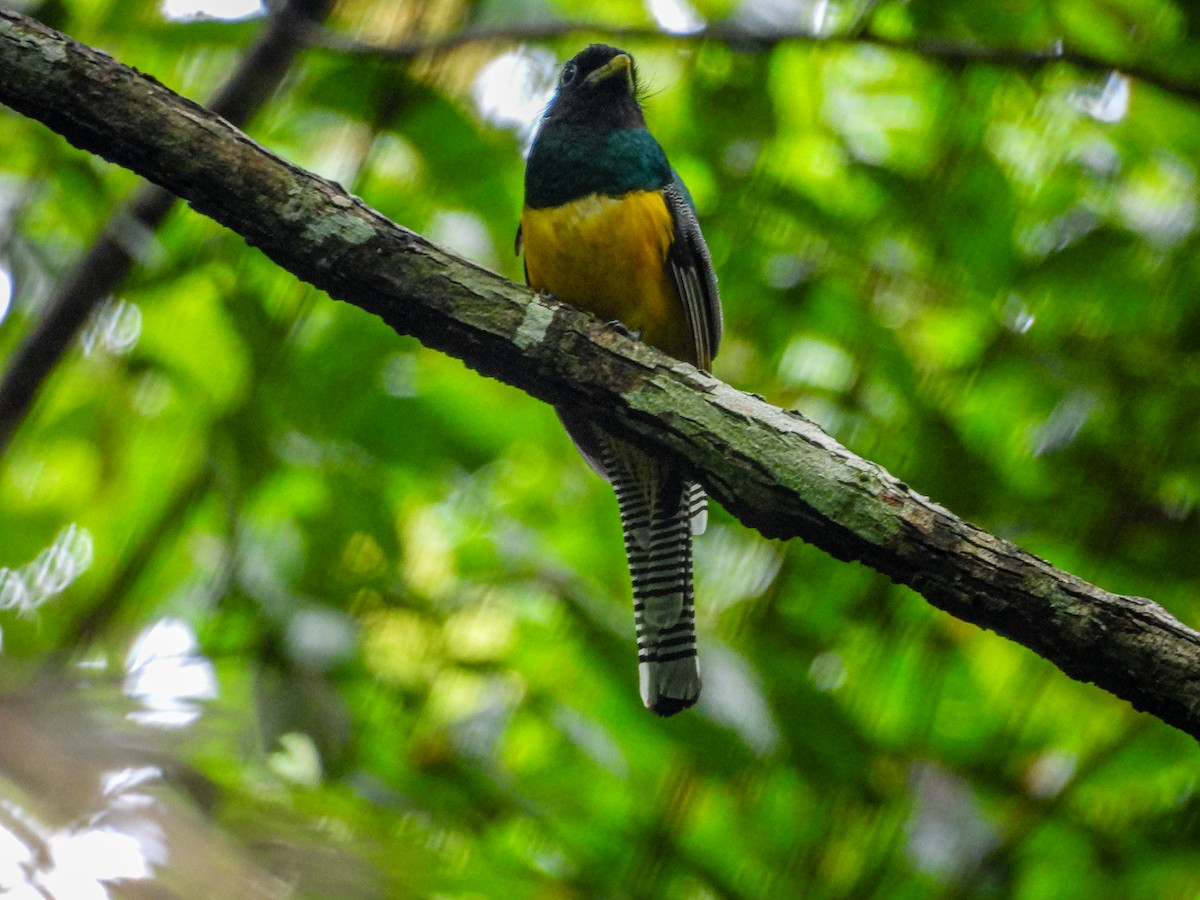 Northern Black-throated Trogon - ML637807737
