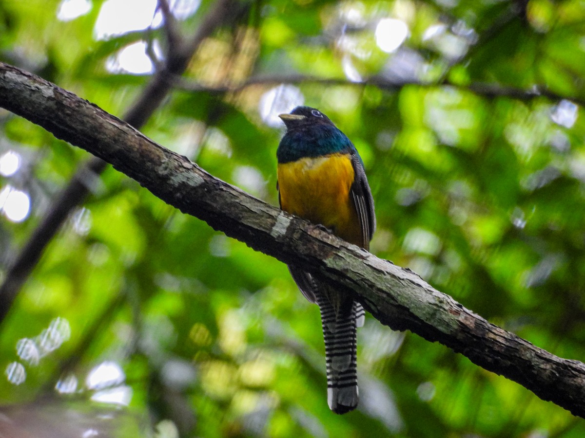 Northern Black-throated Trogon - ML637807738