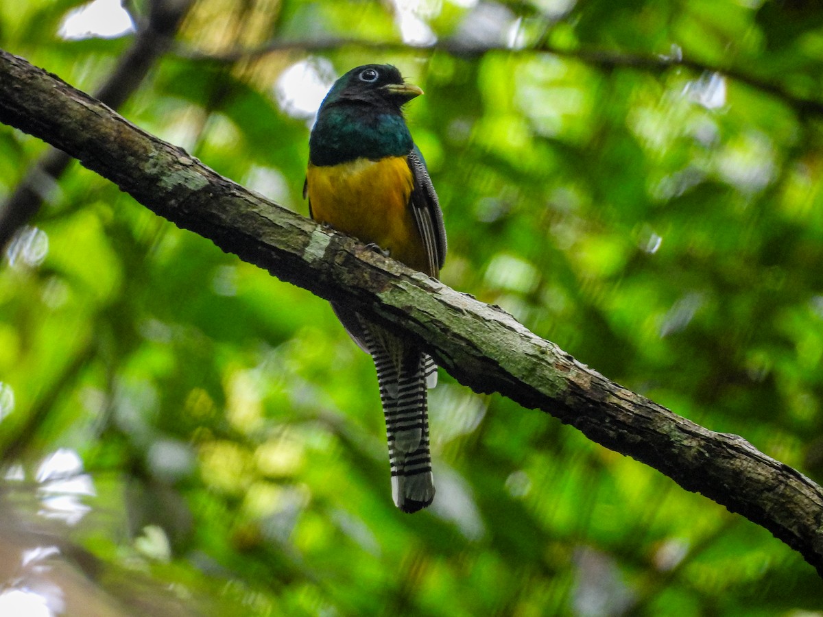 Northern Black-throated Trogon - ML637807739