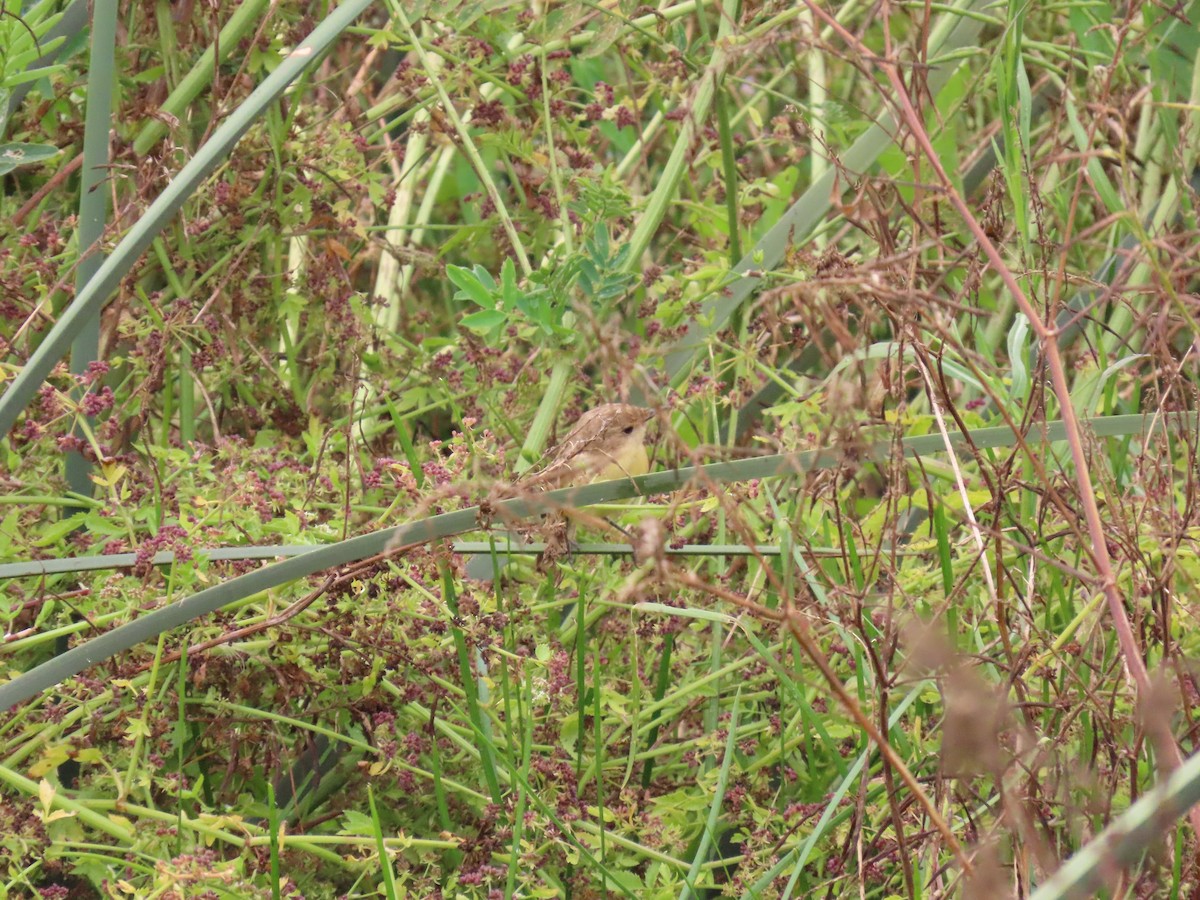 Ticking Doradito - ML637807742