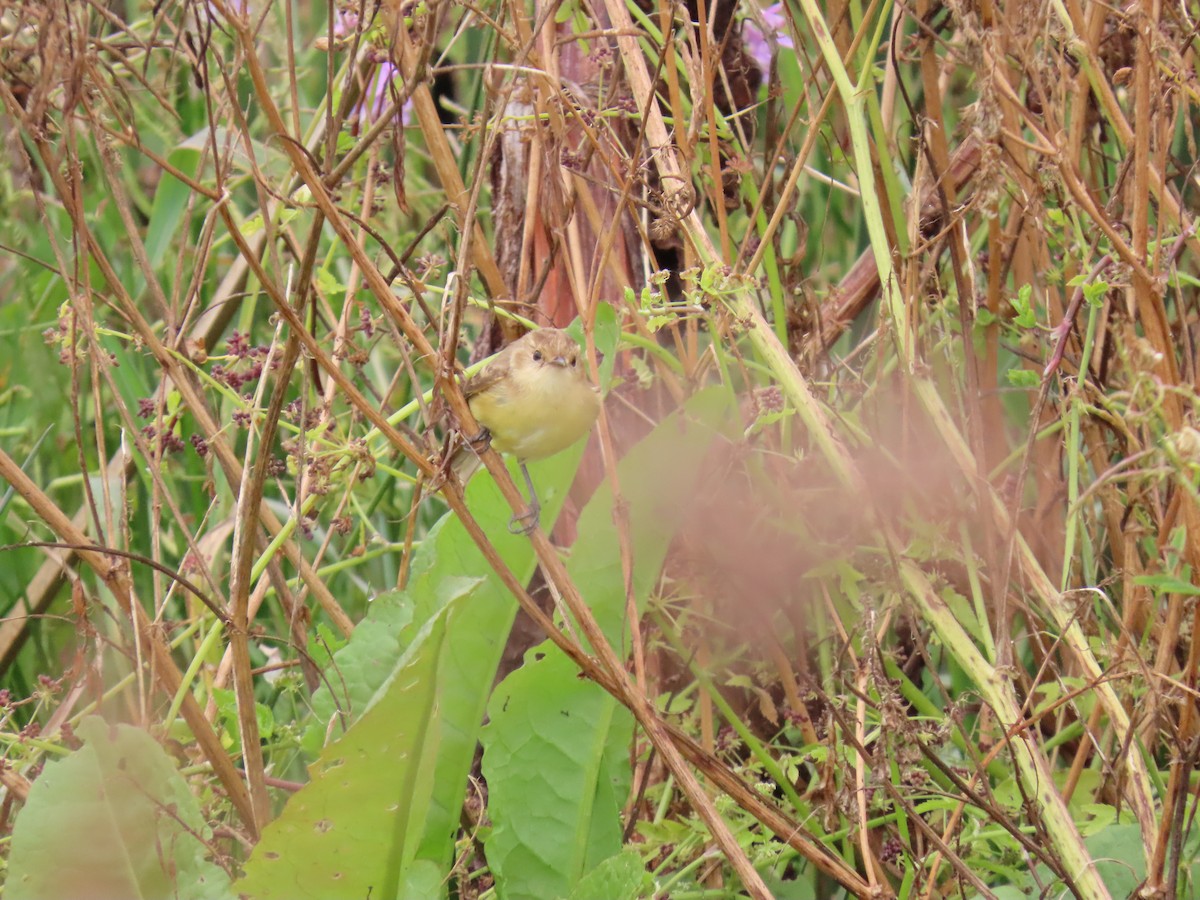 Ticking Doradito - ML637807743