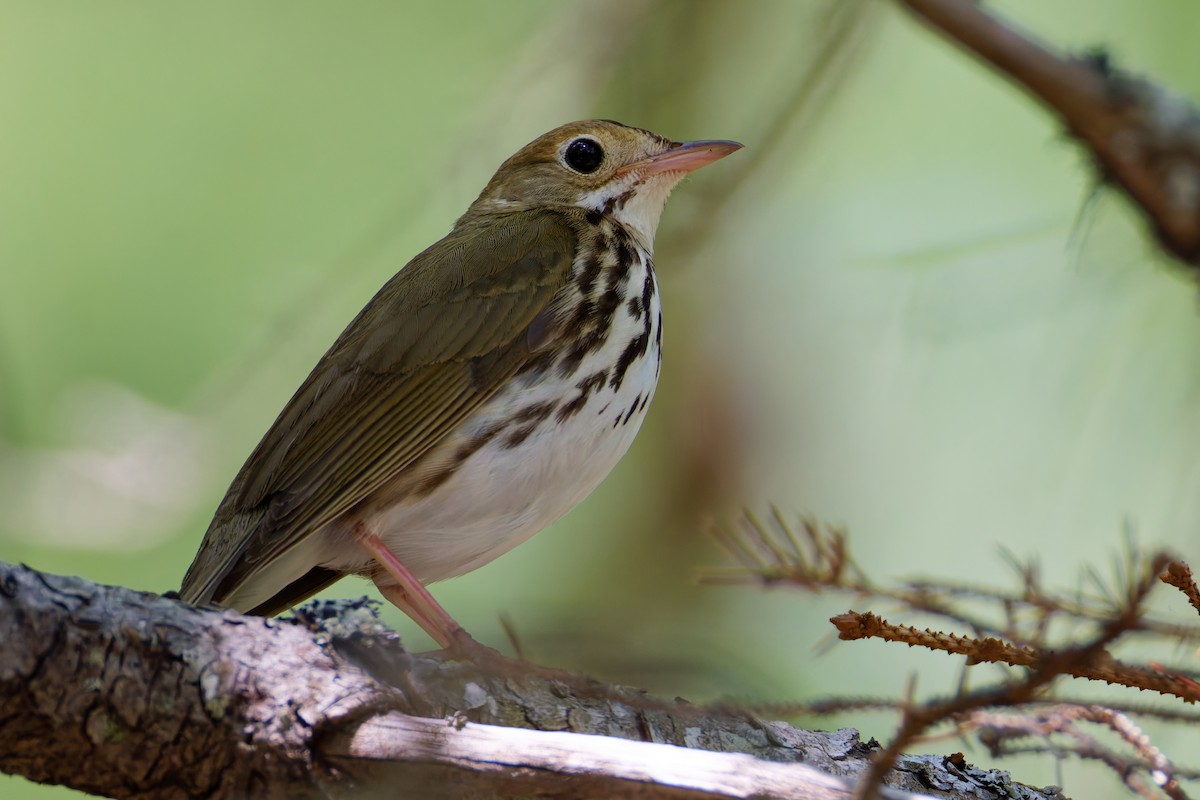 Ovenbird - ML637807750