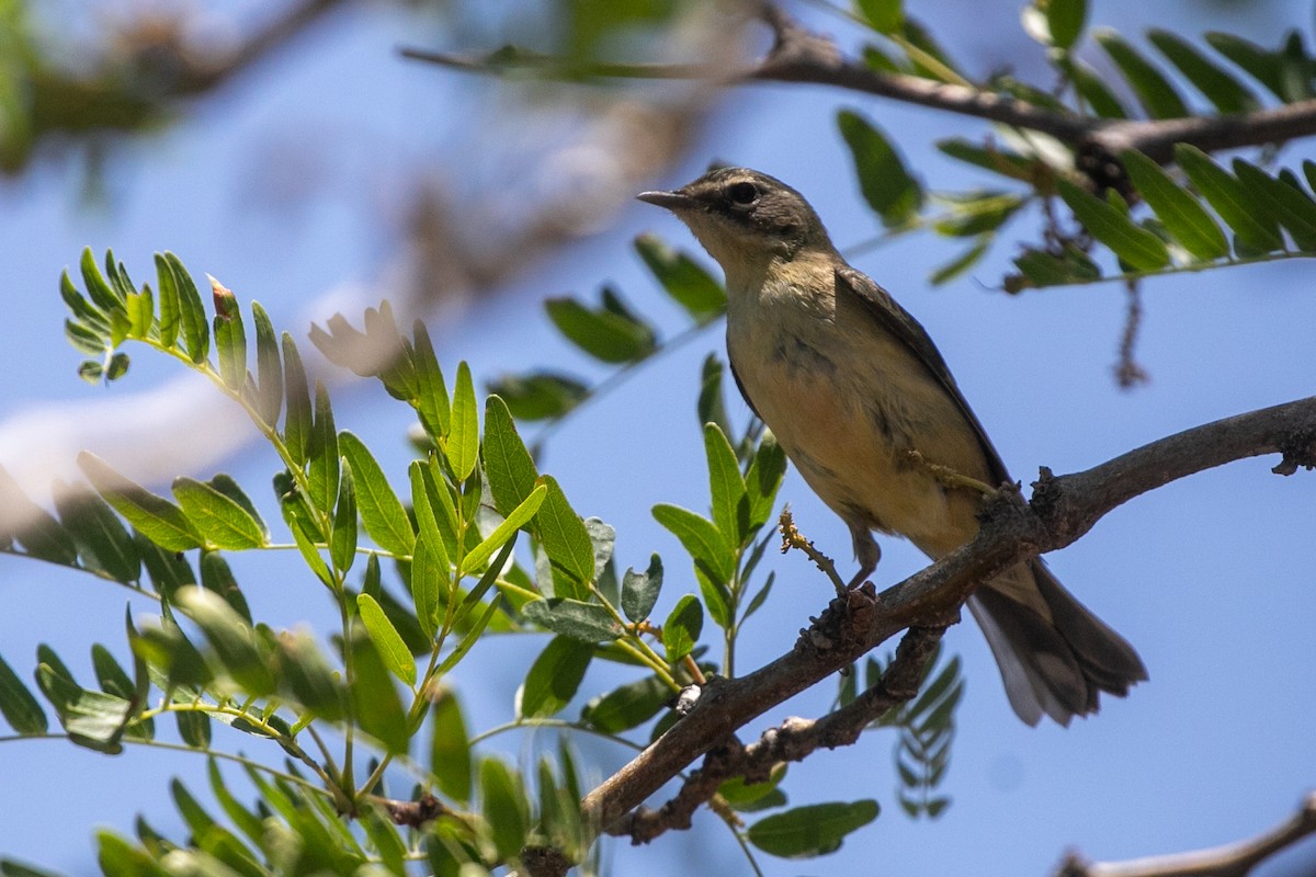 Black-throated Blue Warbler - ML637807760
