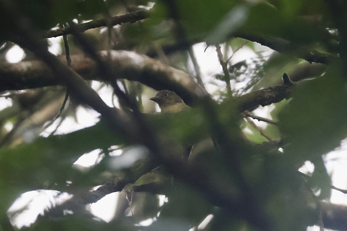 Orange-eyed Flatbill - ML637807763