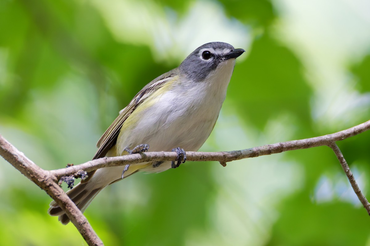 Blue-headed Vireo - ML637807778