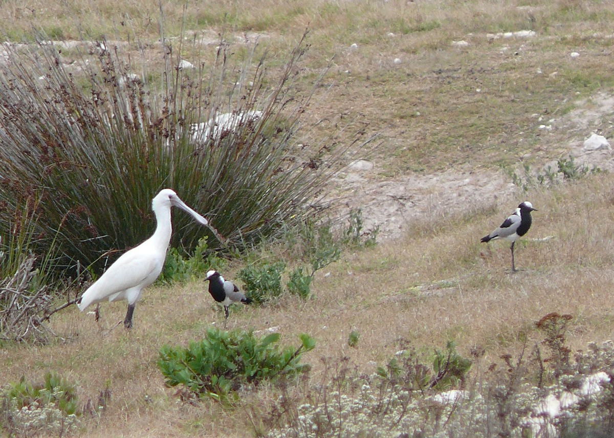 Espátula Africana - ML637807805