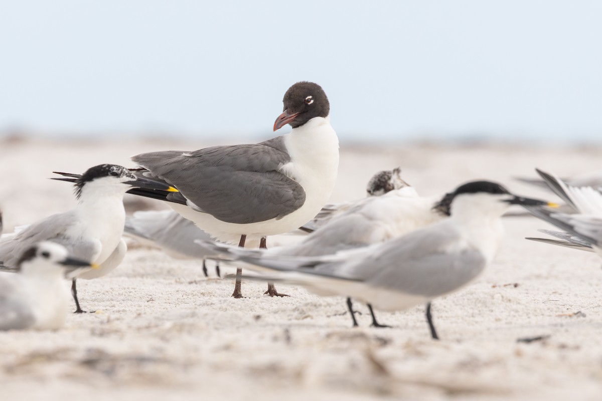 Gaviota Guanaguanare - ML637807813