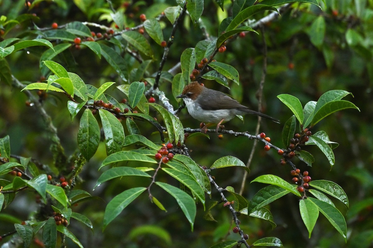 Yuhina de Borneo - ML637807831