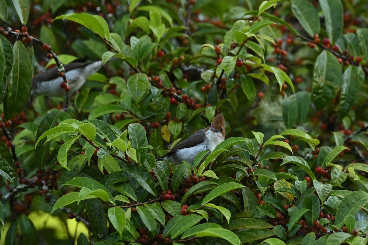 Yuhina de Borneo - ML637807832