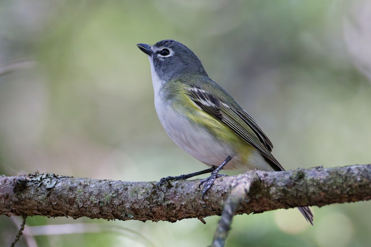 Blue-headed Vireo - ML637807843