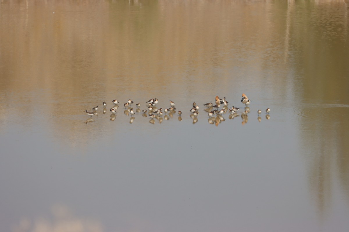 Wilson's Phalarope - ML637807846