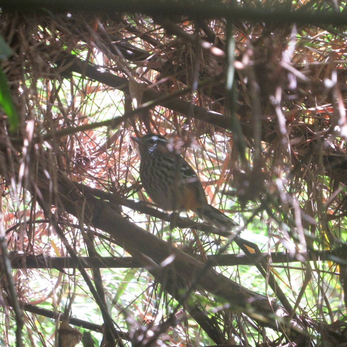 Ochre-rumped Antbird - ML637807855