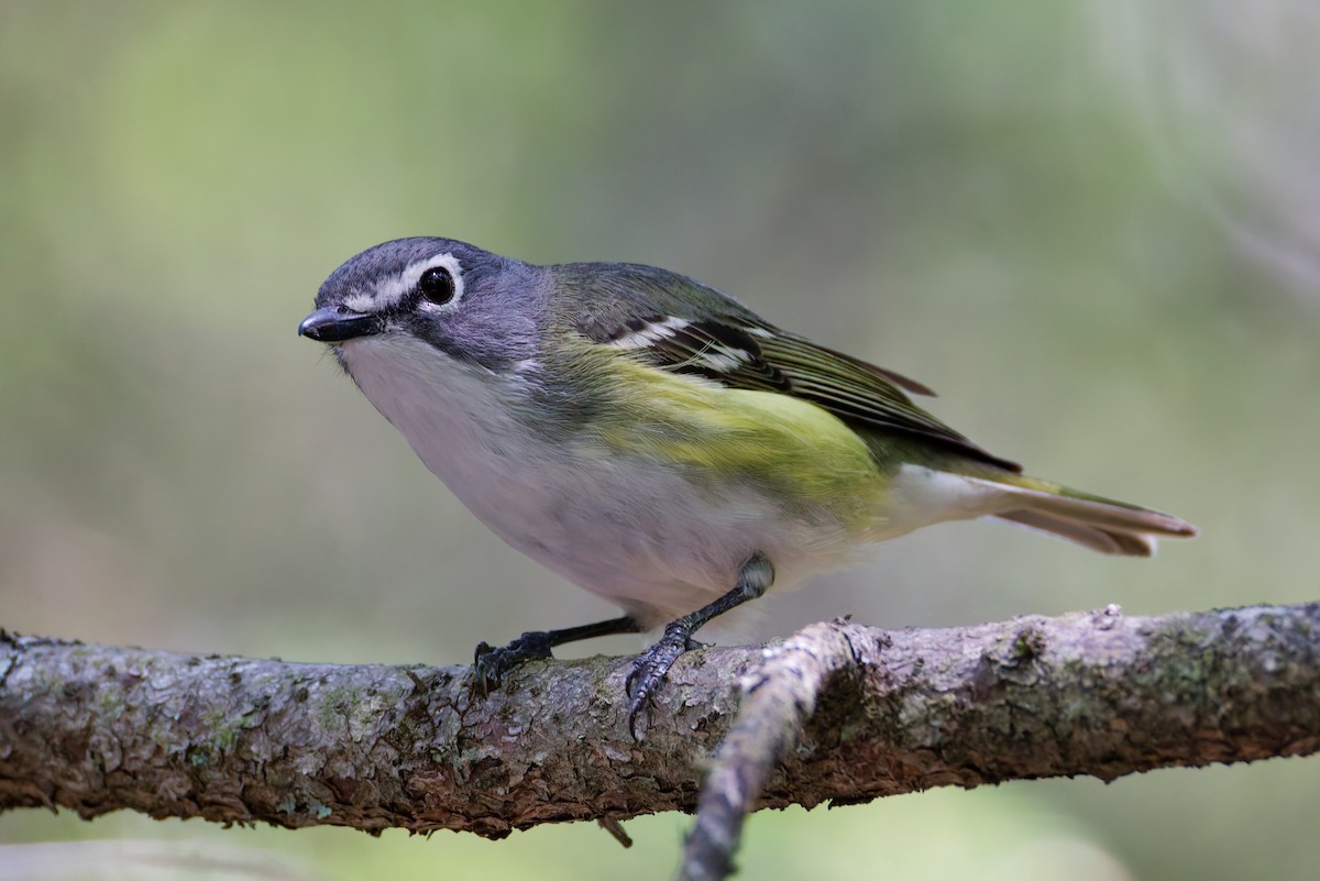 Blue-headed Vireo - ML637807857