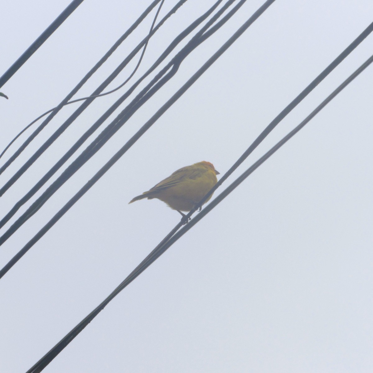 Saffron Finch - ML637807870