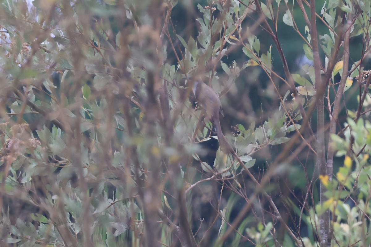 Black-bellied Cuckoo - ML637807885