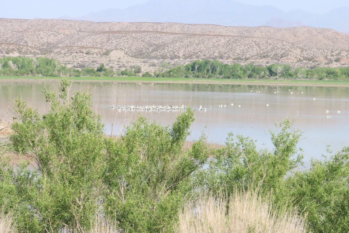 American White Pelican - ML637807892