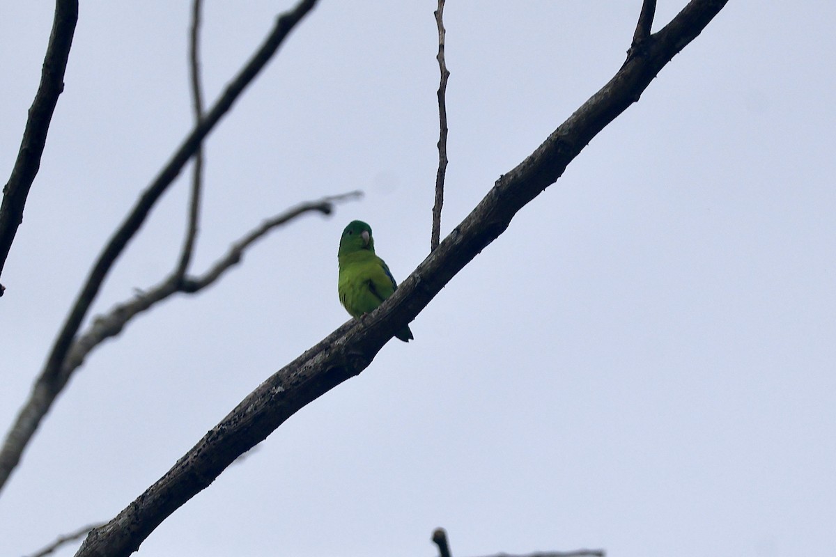 Riparian Parrotlet - ML637807906