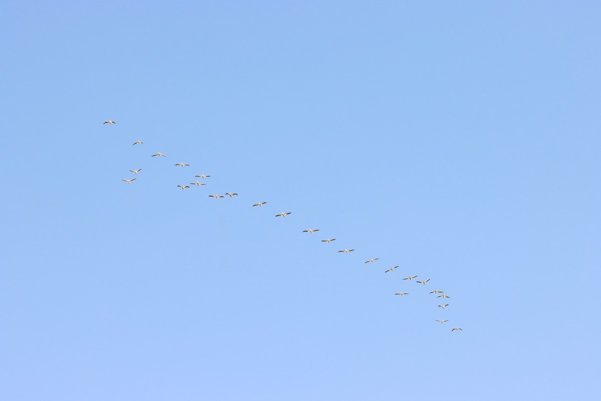 American White Pelican - ML637807908