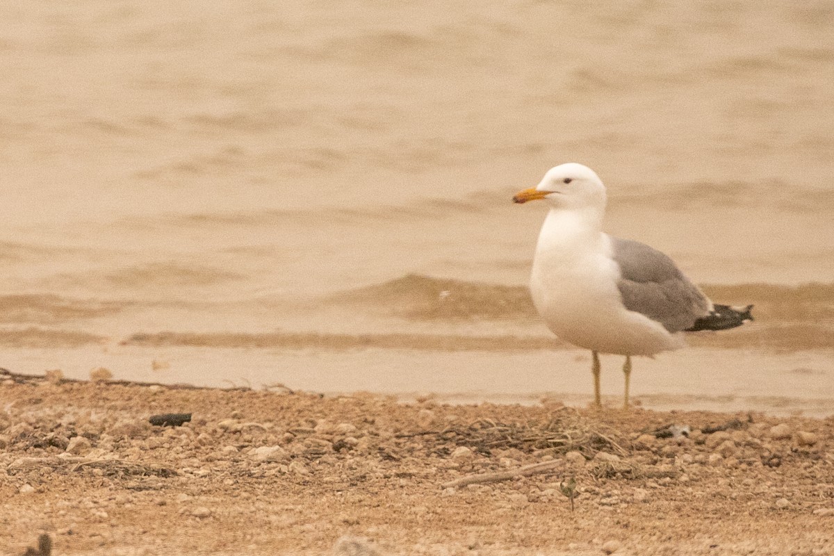 California Gull - ML637807922