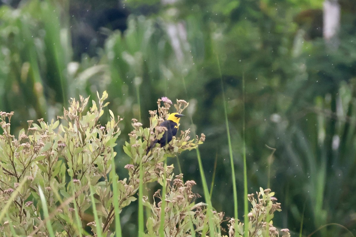 Oriole Blackbird - ML637807925