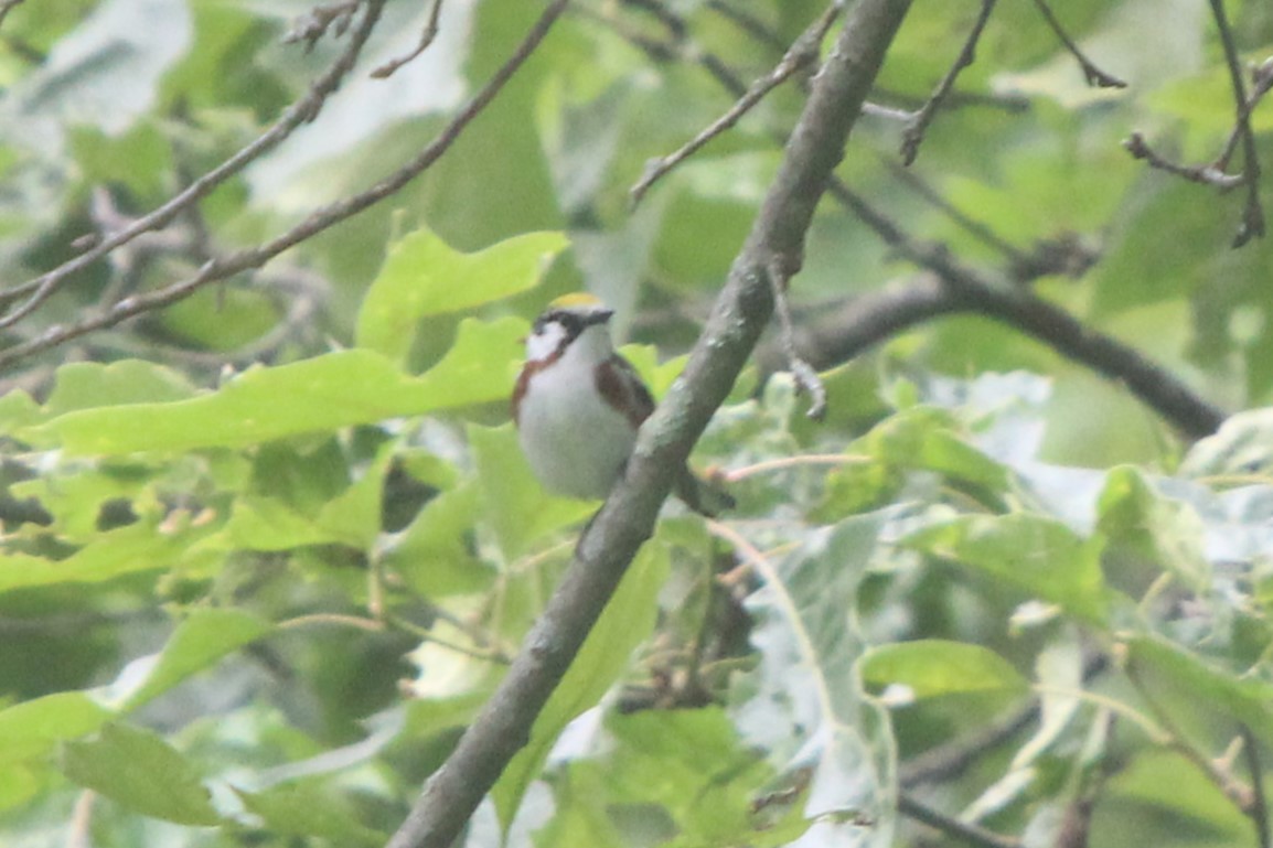 Chestnut-sided Warbler - ML637807932