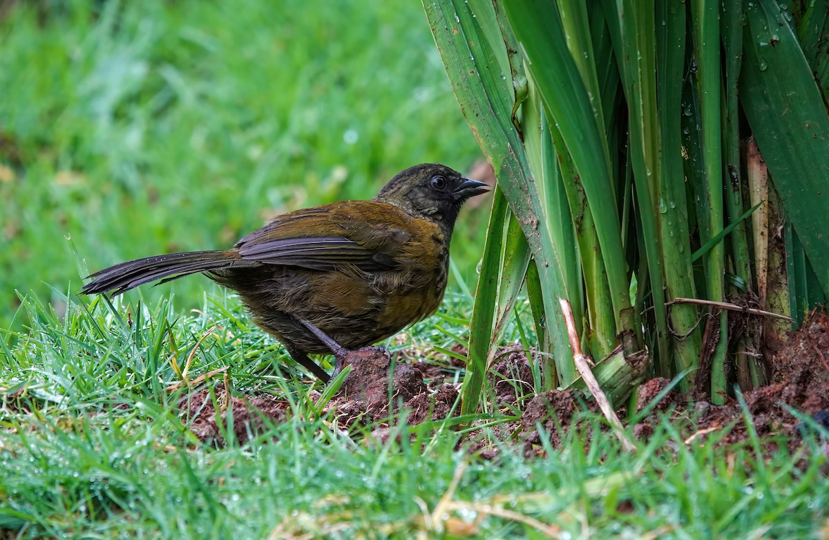 Large-footed Finch - ML637808004
