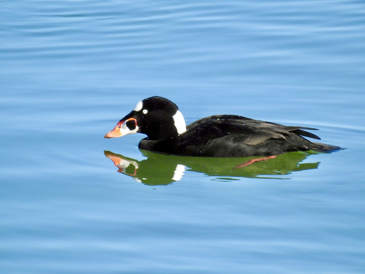 Surf Scoter - ML637808005