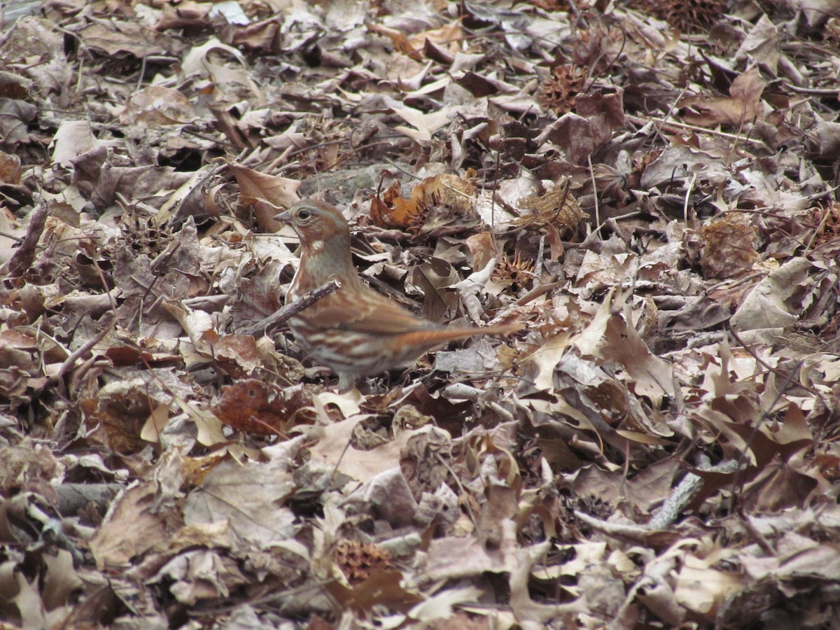 strnadec kaštanový (ssp. iliaca/zaboria) - ML637808021