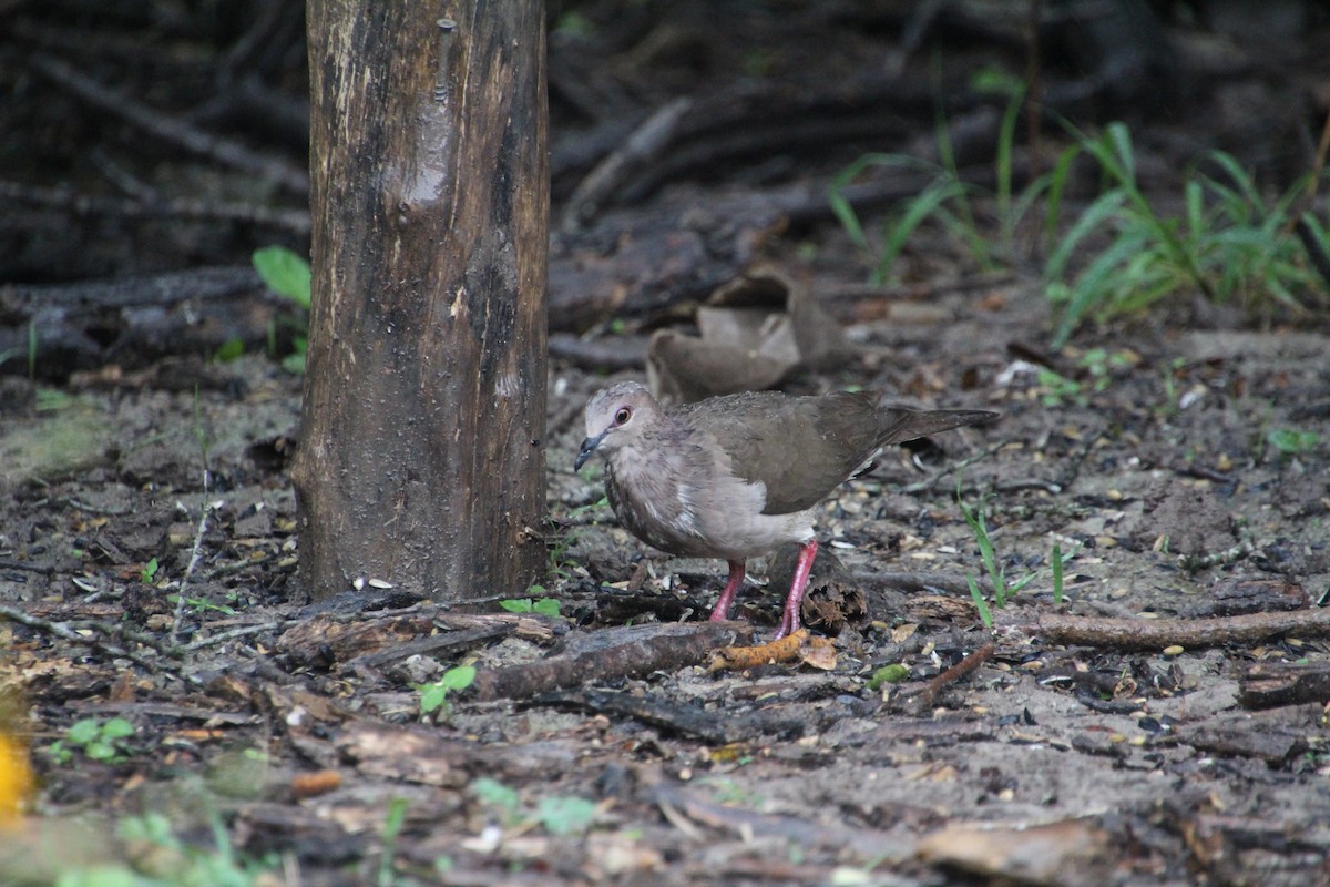 White-tipped Dove - ML637808028