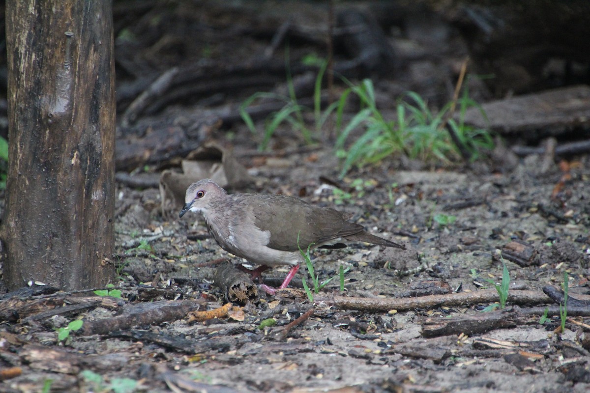 White-tipped Dove - ML637808030