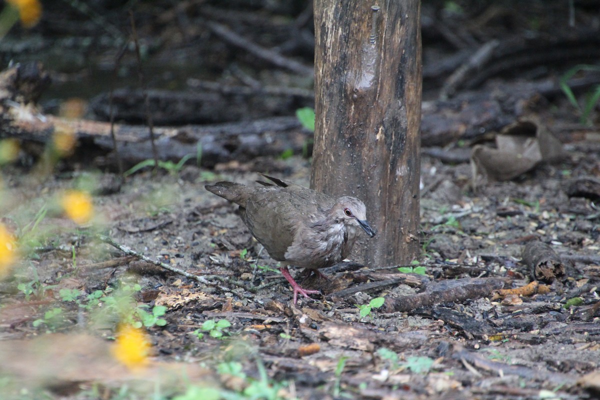 White-tipped Dove - ML637808031