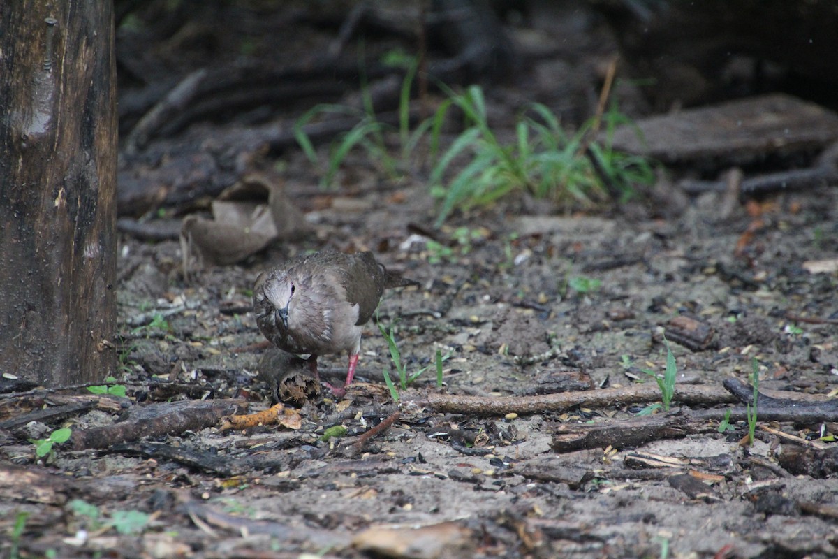 White-tipped Dove - ML637808032