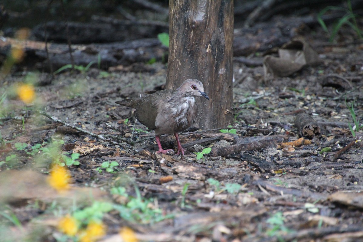 White-tipped Dove - ML637808033