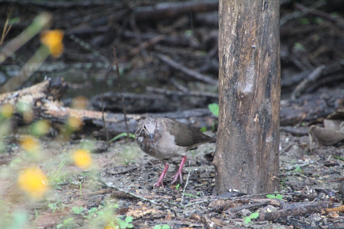 White-tipped Dove - ML637808036