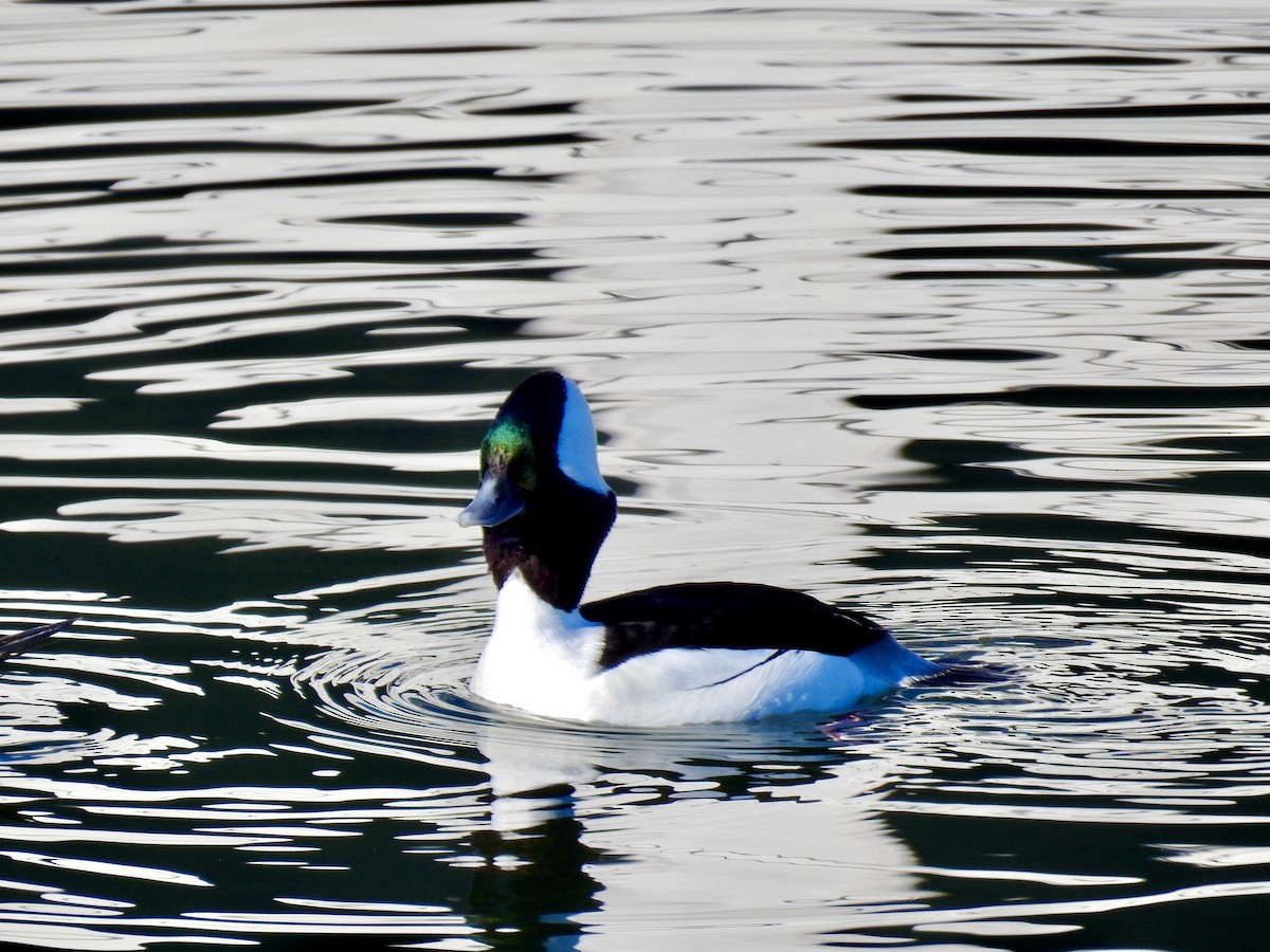 Bufflehead - ML637808042