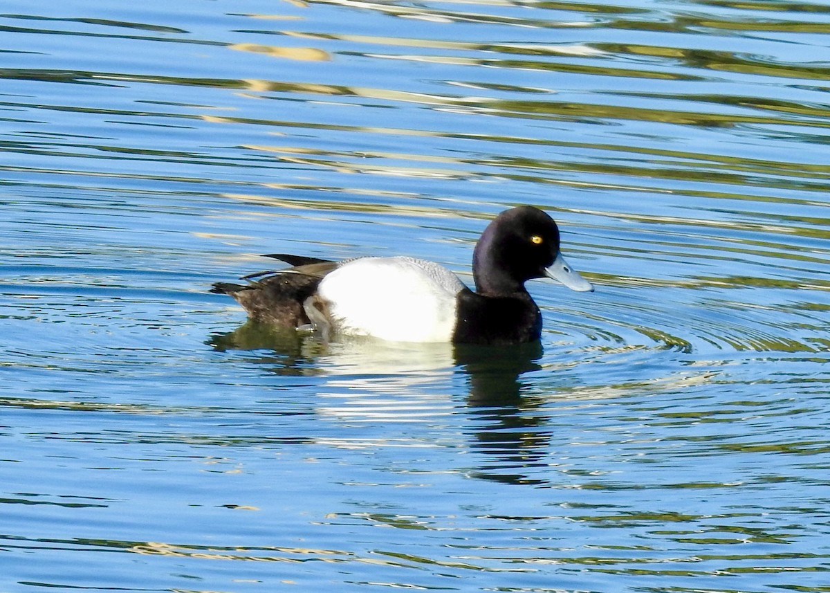 Lesser Scaup - ML637808046