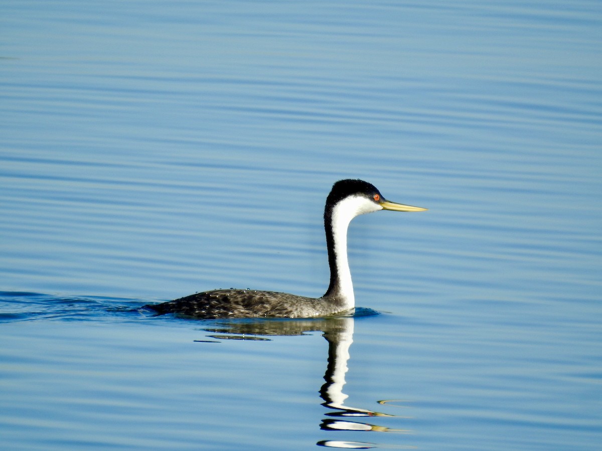 Western Grebe - ML637808081