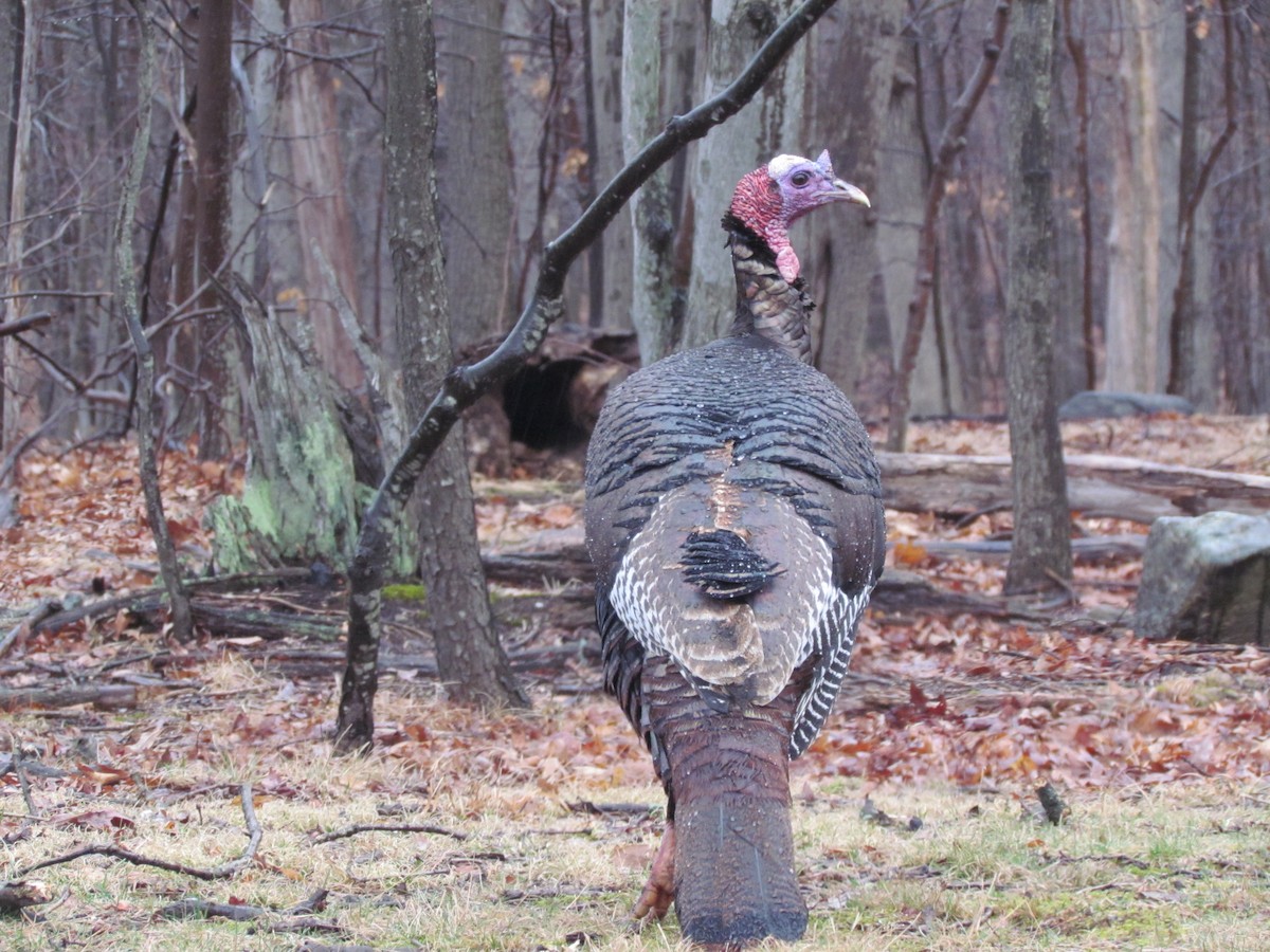Wild Turkey - ML637808092