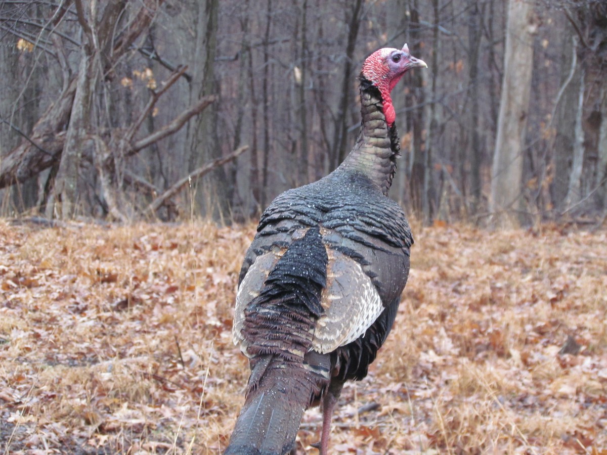 Wild Turkey - ML637808093