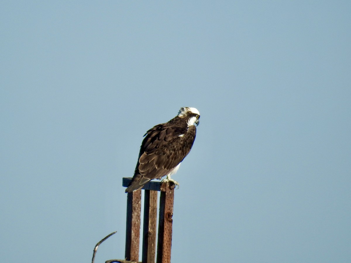 Falco pescatore - ML637808101