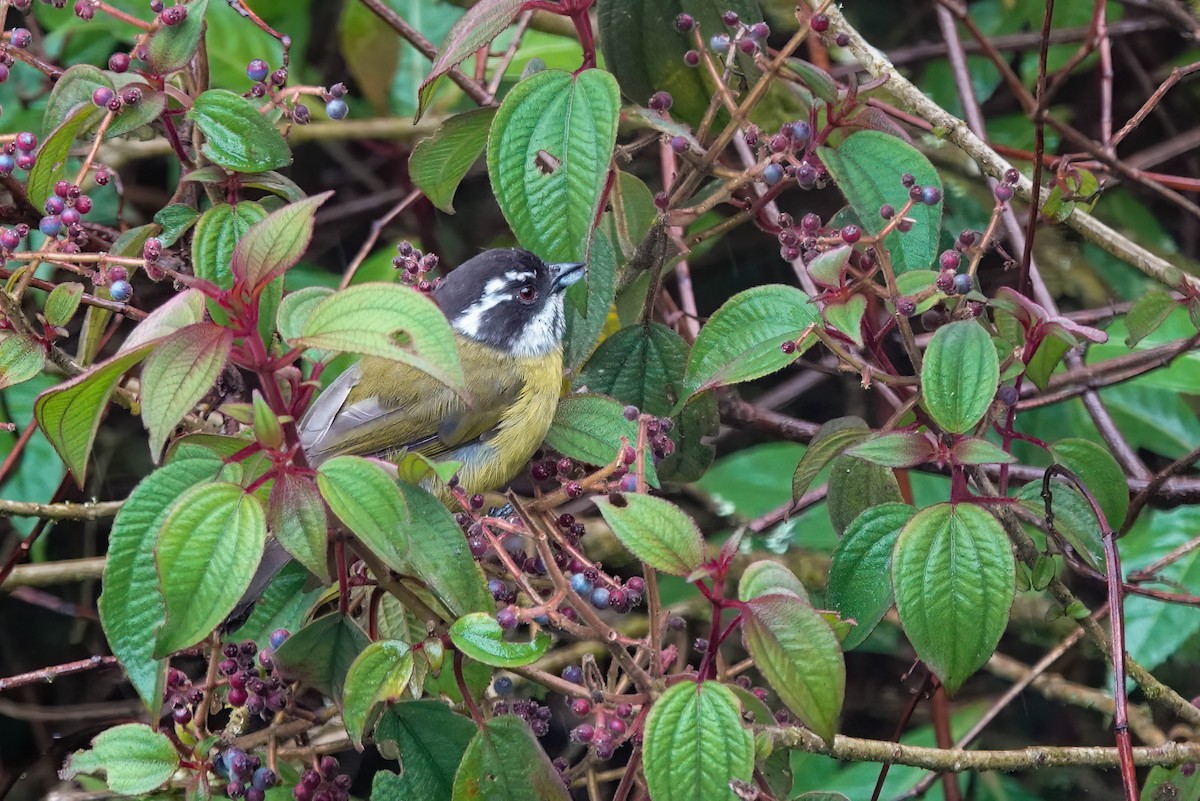 Sooty-capped Chlorospingus - ML637808133