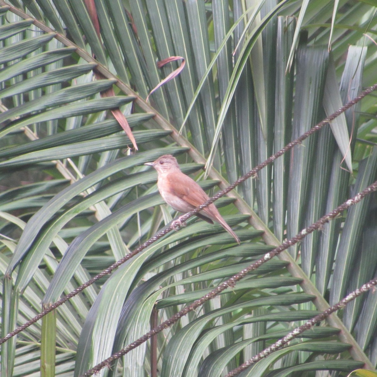 Pale-breasted Thrush - ML637808176