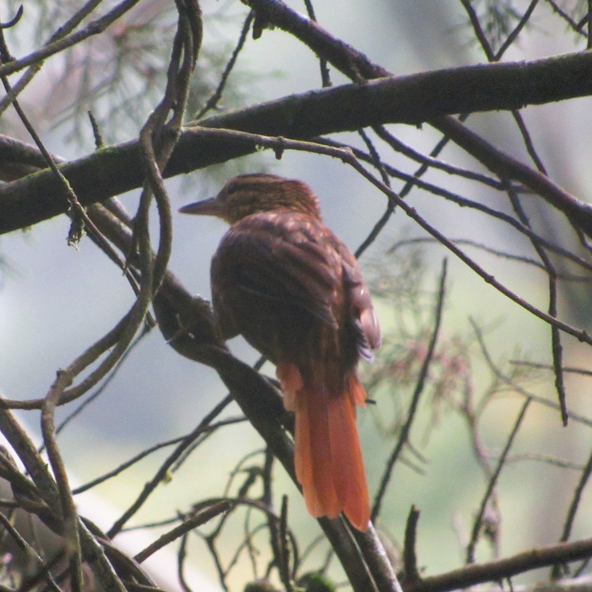 Pale-browed Treehunter - ML637808190