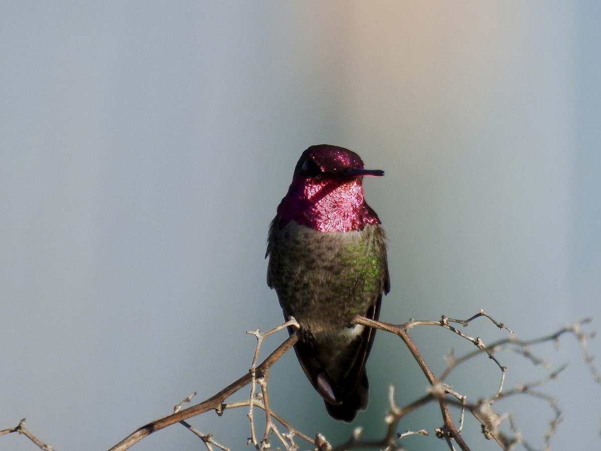 Anna's Hummingbird - ML637808240