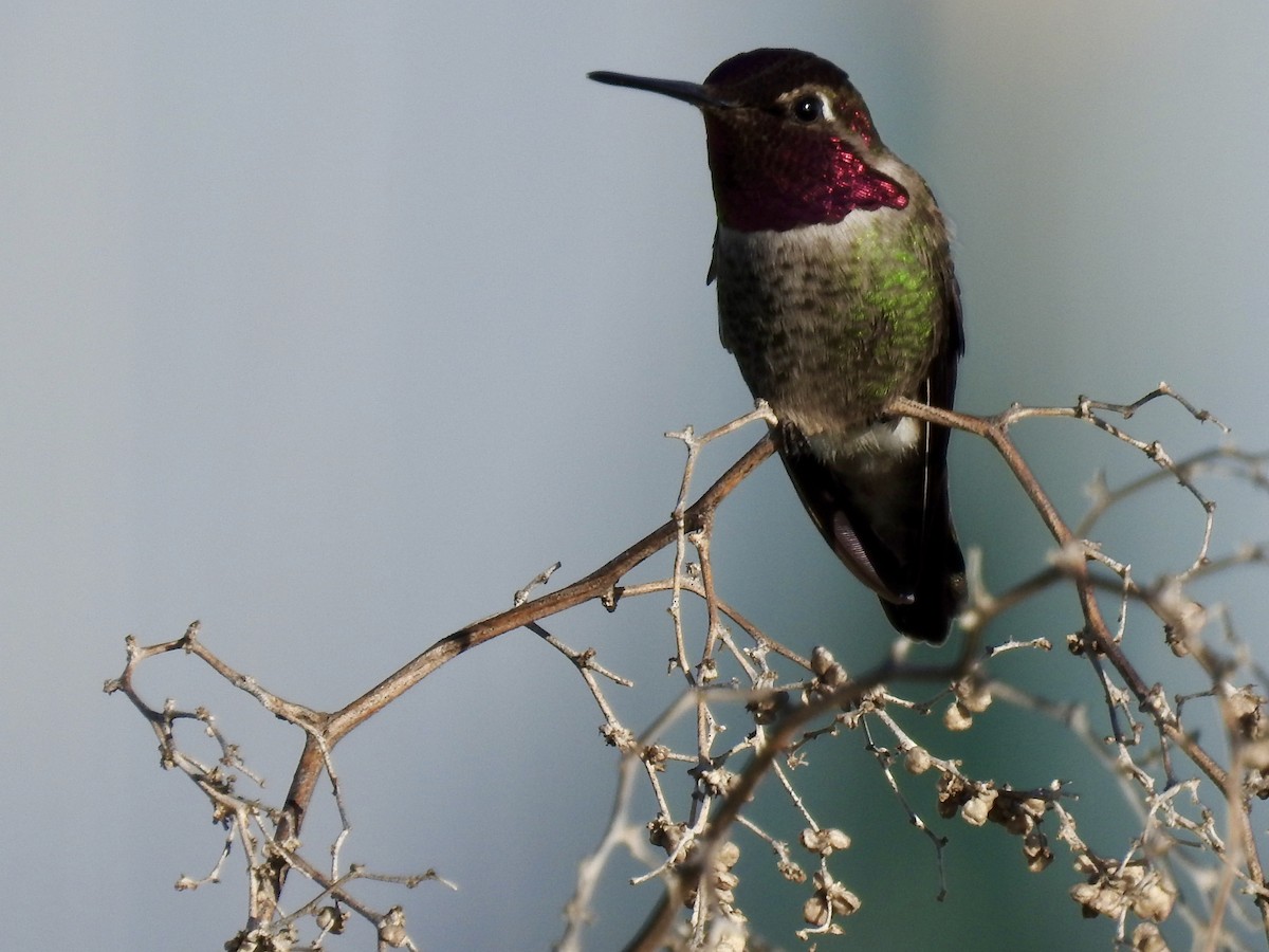 Anna's Hummingbird - ML637808243